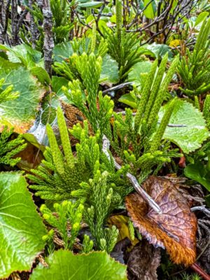 Dendrolycopodium hickeyi