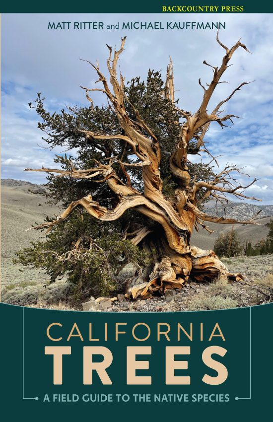 California Trees by Ritter and Kauffmann